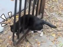 เอ๊ะ..ทุกทีก็ลอดได้ แต่คราวทำไมไม่ได้แล้วล่ะ เอ๊ะ..ทุกทีก็ลอดได้ แต่คราวทำไมไม่ได้แล้วล่ะ