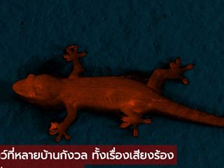 วิธีไล่ตุ๊กแกง่ายๆ น้ำส้มสายไม่ง้อสารเคมี วิธีไล่ตุ๊กแกง่ายๆ น้ำส้มสายไม่ง้อสารเคมี